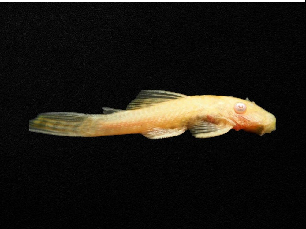 Albino Common Bristlenose