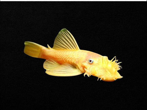 Albino Common Bristlenose Male