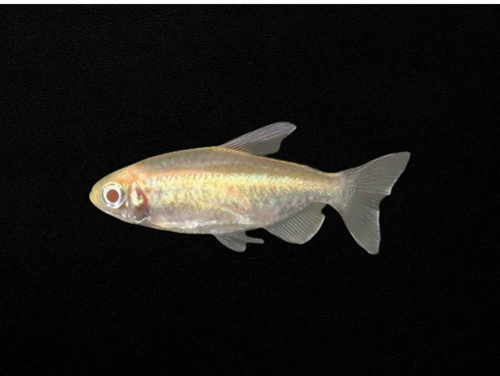 Albino Congo Tetra