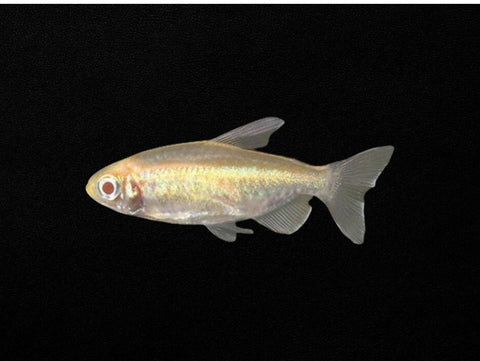 Albino Congo Tetra