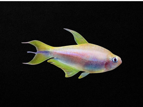 Albino Emperor Tetra