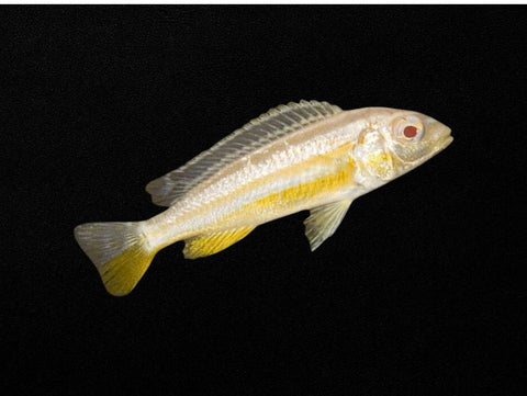 Albino Golden Mbuna