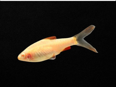 Albino Longfin Cherry Barb