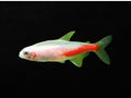 Albino Neon Tetra