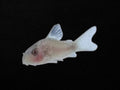 Albino Panda Corydoras