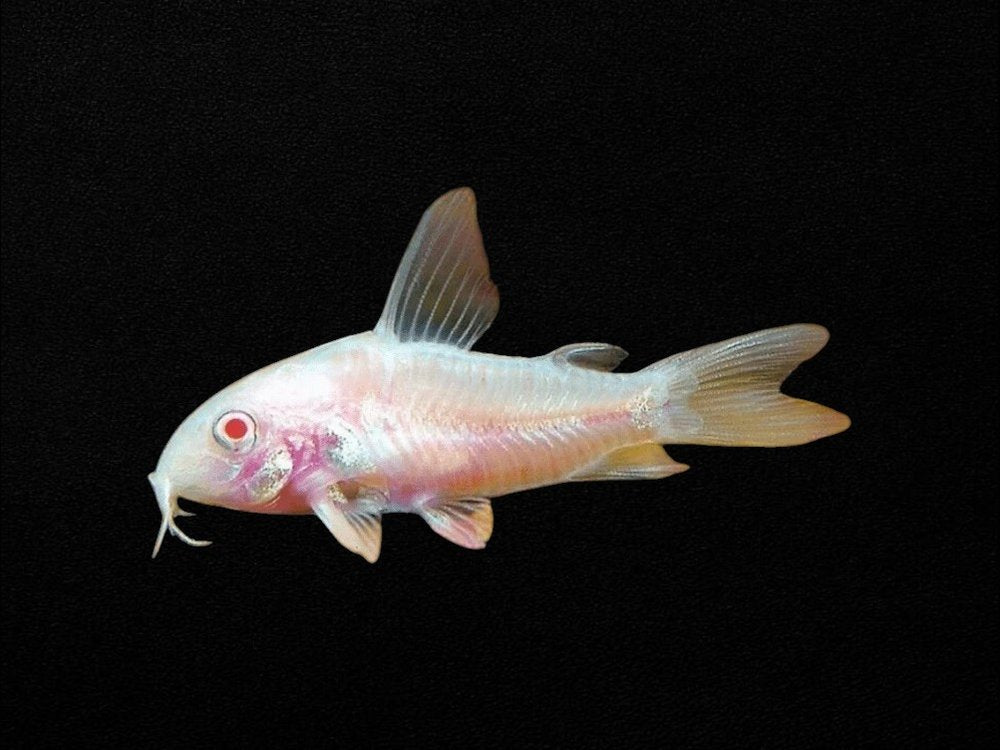 Albino Pepper Corydoras