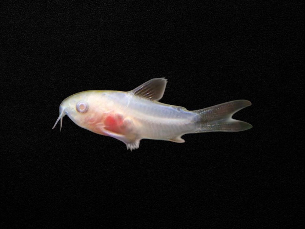 Albino Pygmy Corydoras