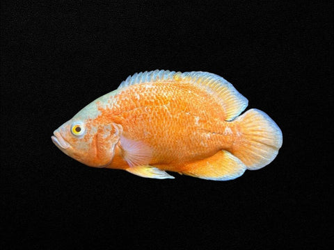 Albino Red Oscar