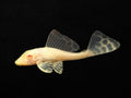 Albino Sailfin Pleco