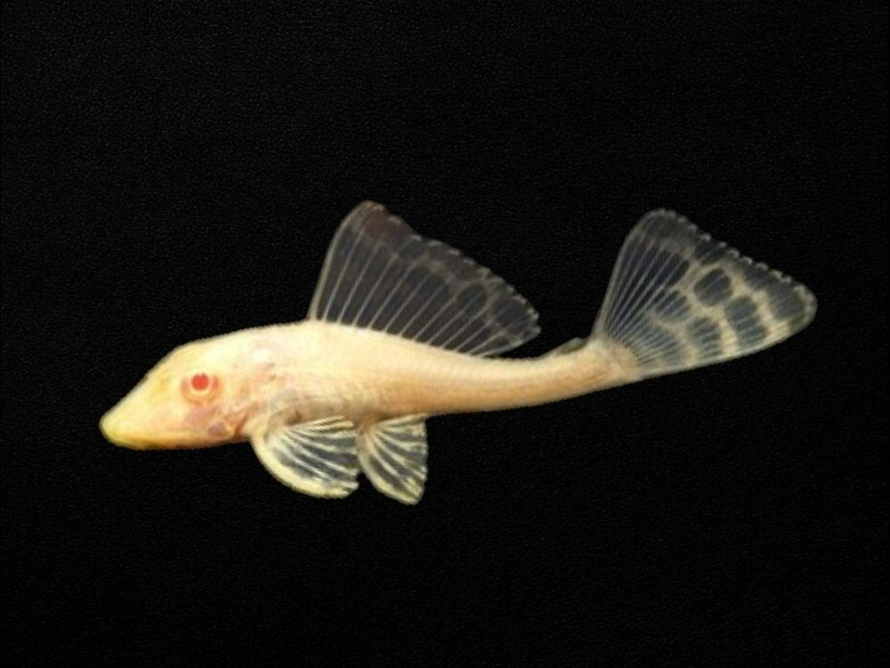 Albino Sailfin Pleco