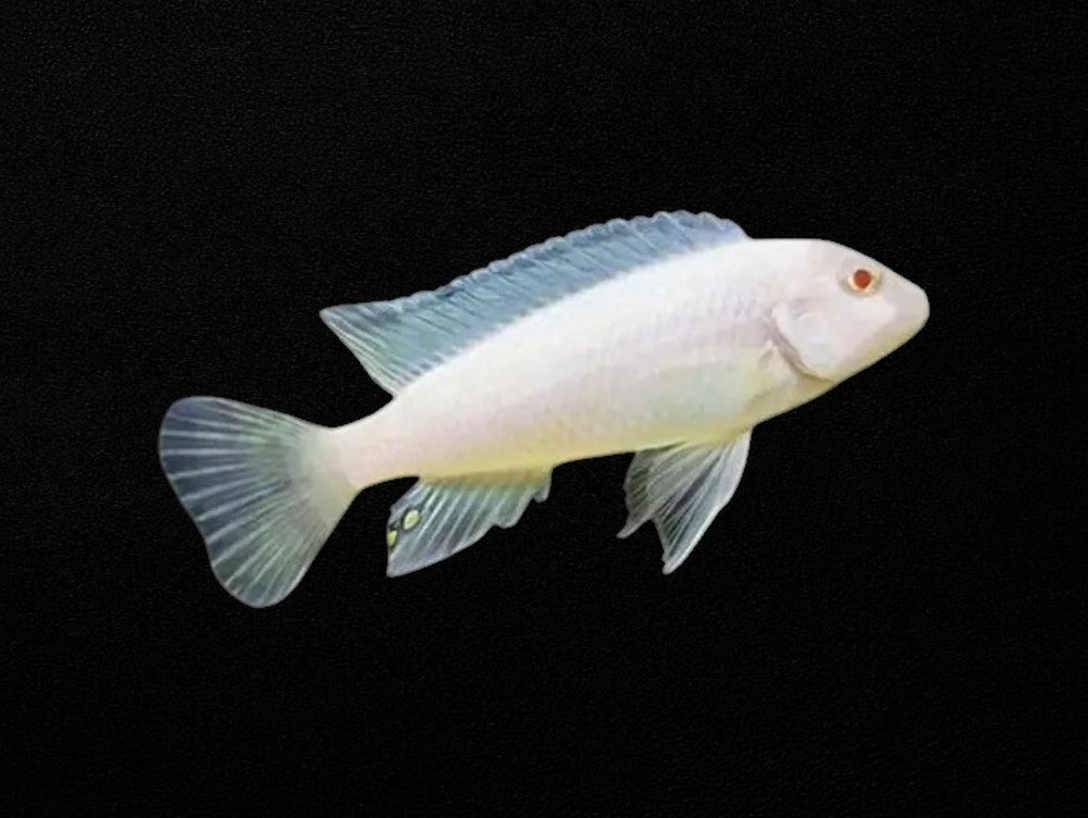 Albino Snow White Afra