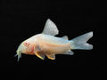 Albino Sterbai Corydoras