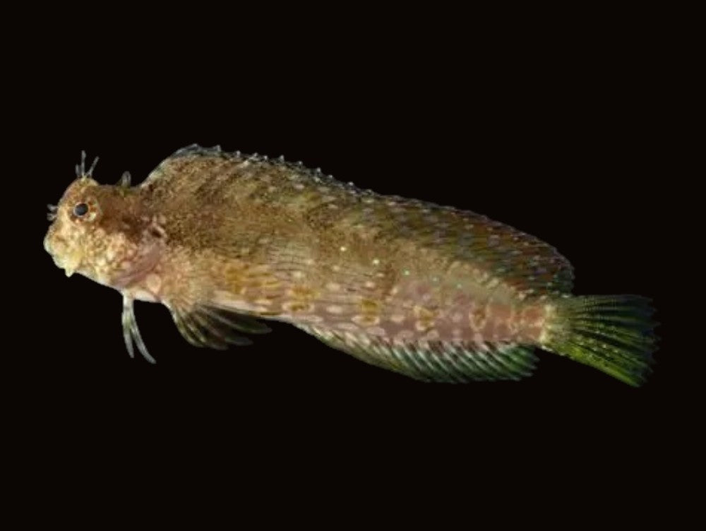 Algae Blenny | Salarias fasciatus