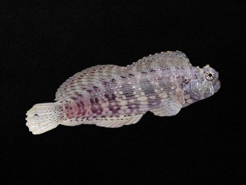 Algae Blenny | Salarias fasciatus