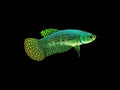 Female Alien Fighting Fish