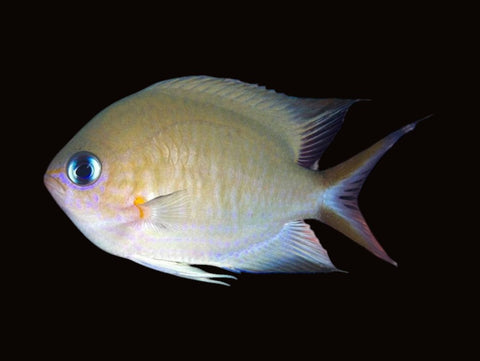 Ambon Chromis | Pycnochromis amboinensis