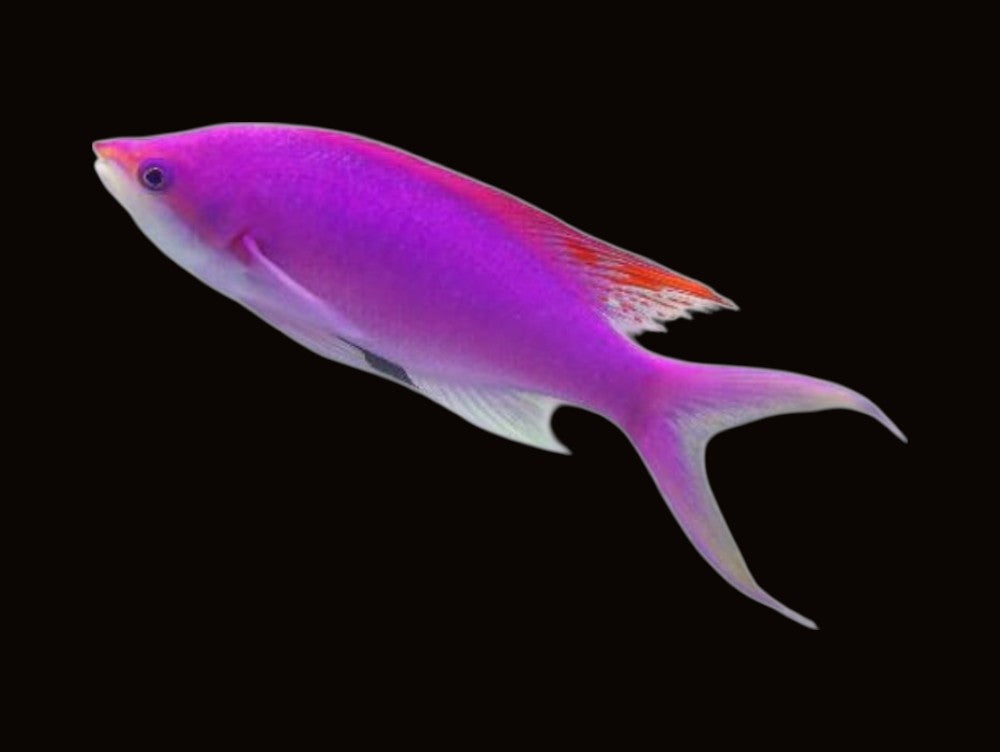 Amethyst Anthias | Pseudanthias pascalus