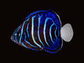 Annularis Angelfish juvenile | Pomacanthus annularis