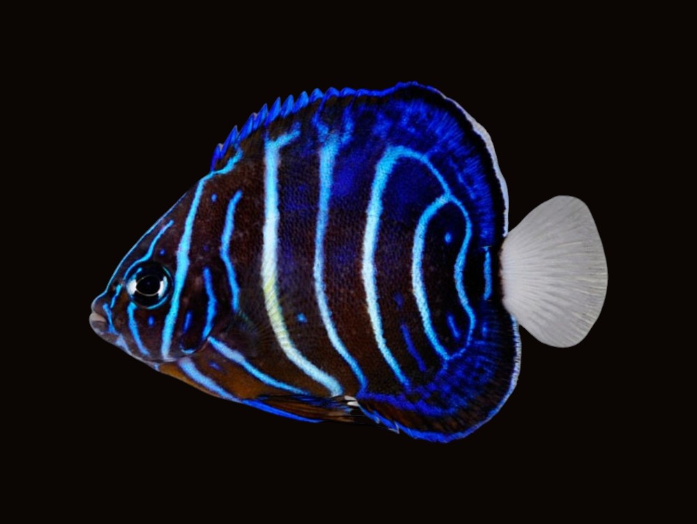 Annularis Angelfish Juv | Pomacanthus annularis