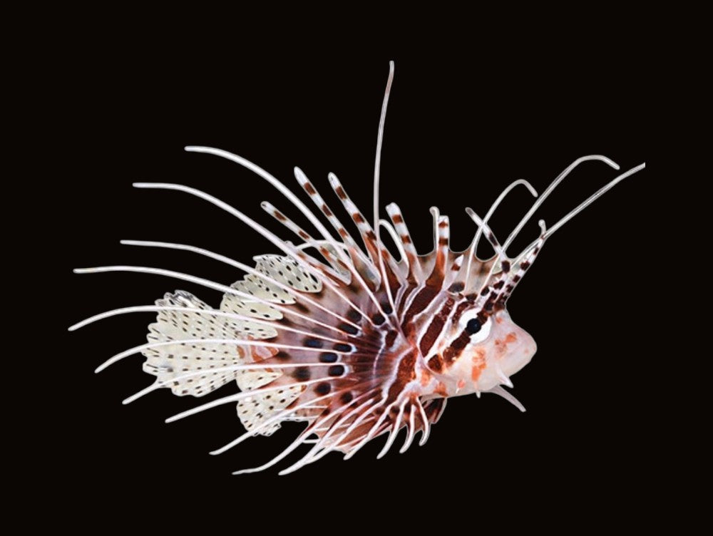 Antennata Lionfish | Pterois antennata