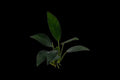 Anubias Azfelli