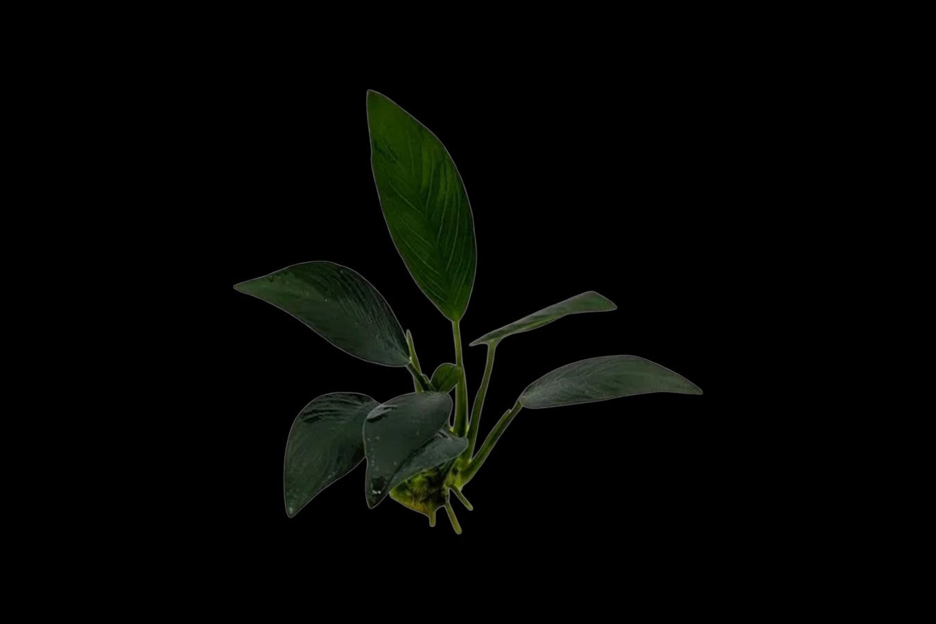 Anubias Azfelli