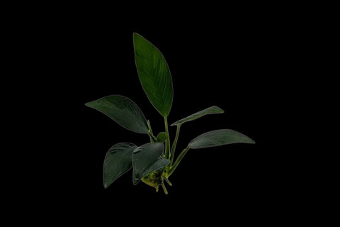 Anubias Azfelli