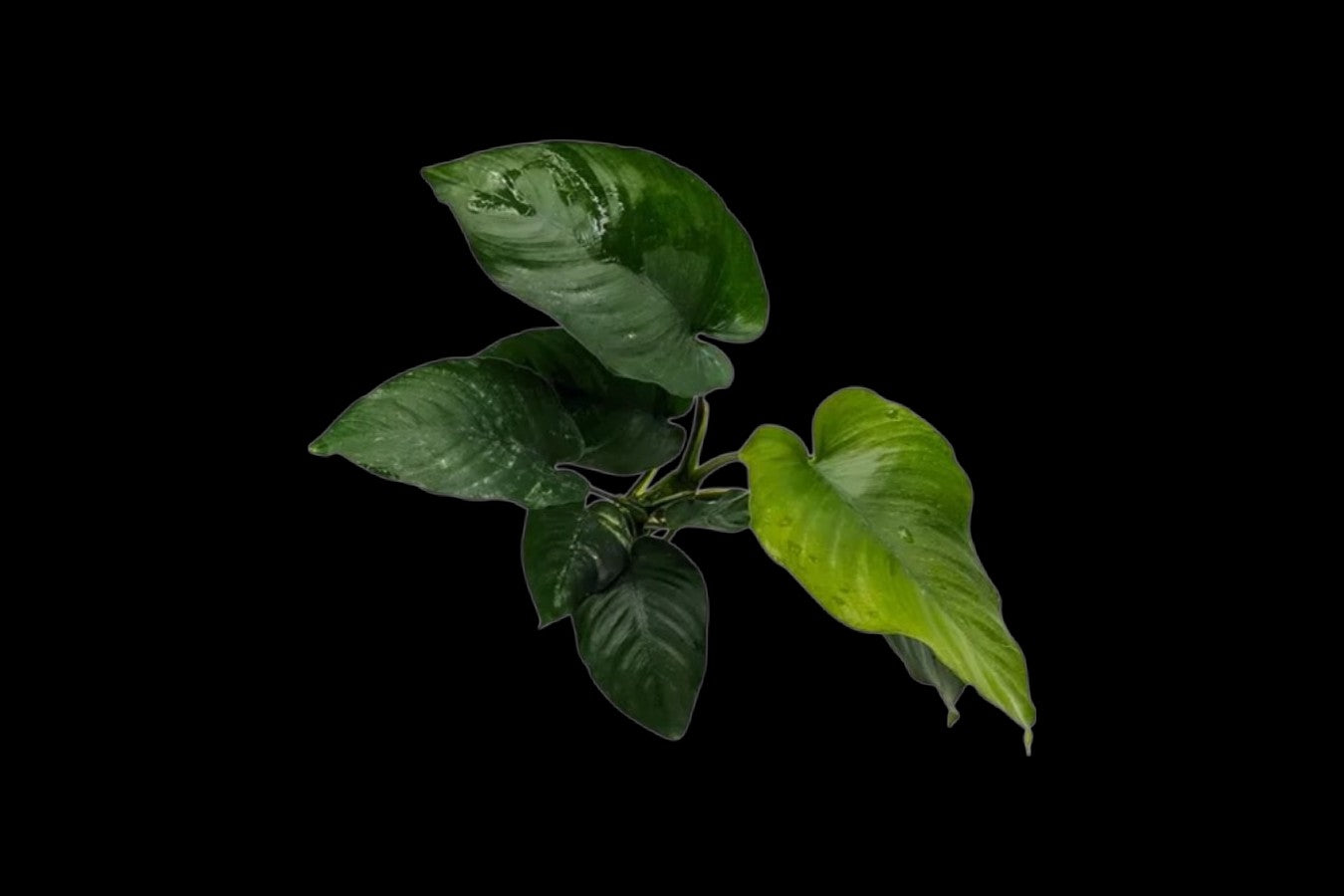 Anubias Barterii