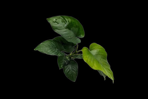Anubias Barterii