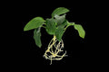 Anubias Nana Petite