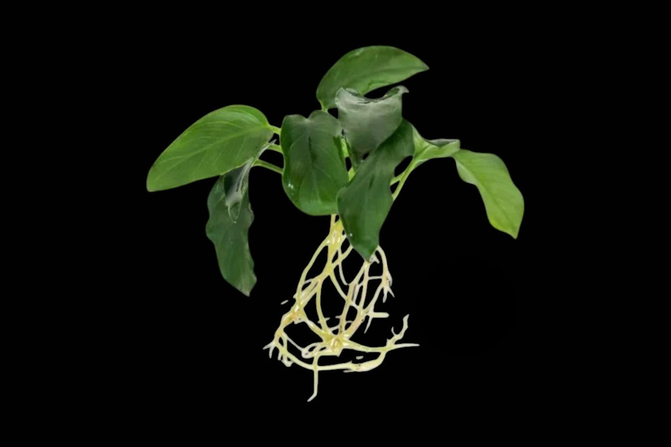 Anubias Nana Petite