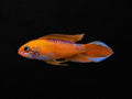 Apistogramma Agassizii Red Fire
