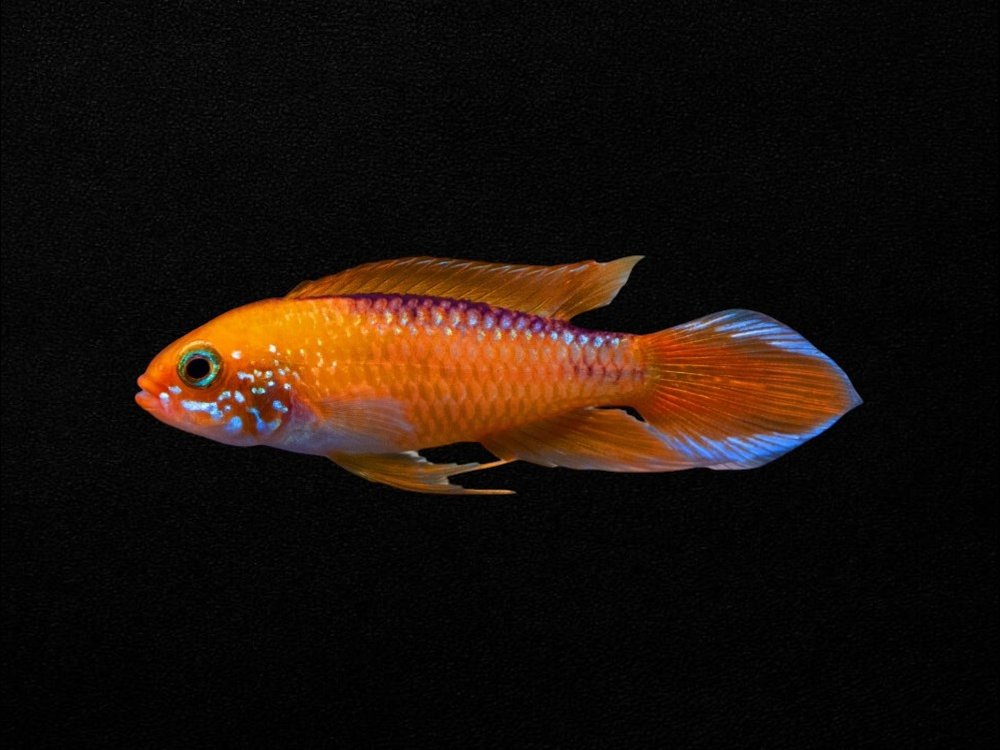 Apistogramma Agassizii Red Fire