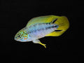 Apistogramma Borelli Yellow
