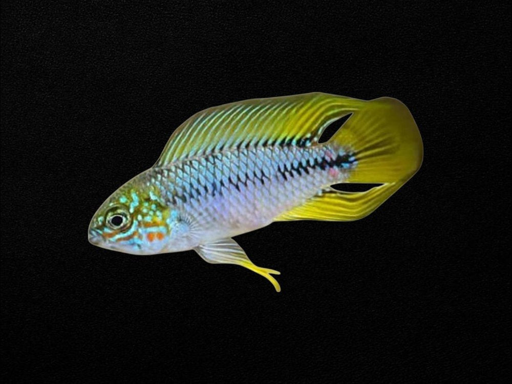 Apistogramma Borelli Yellow