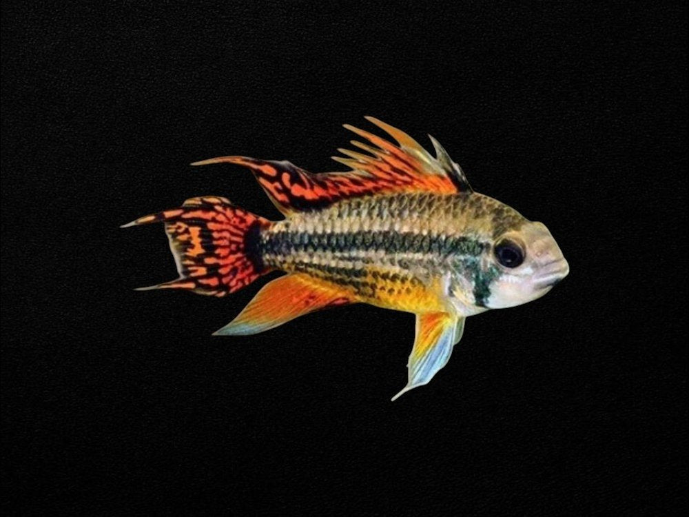 Apistogramma Cacatuoides Super Red