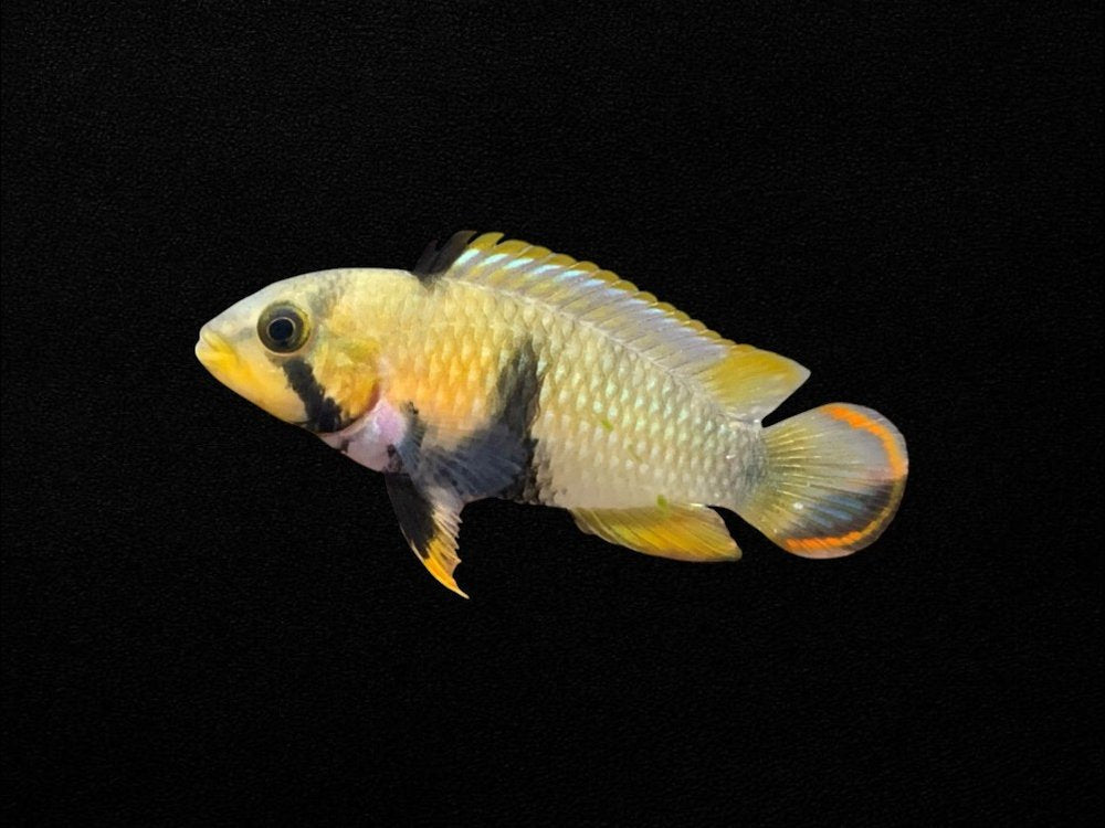 Apistogramma Panduro