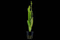 Aponogeton Crispus Red