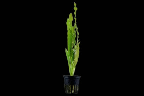 Aponogeton Crispus Red
