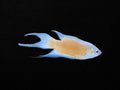 Apricot Paradise Fish