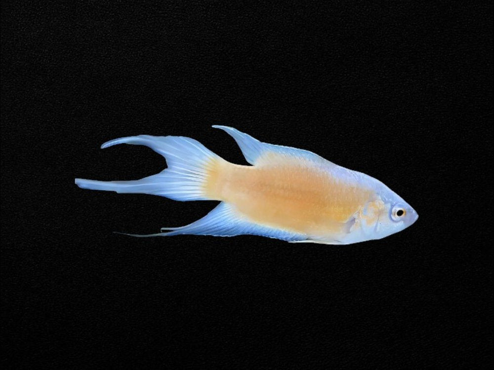 Apricot Paradise Fish