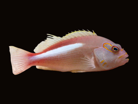 Arc-Eye Hawkfish | Paracirrhites arcatus