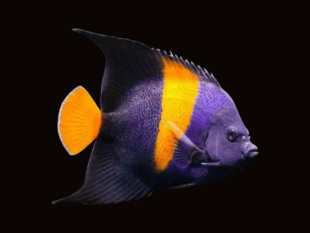Asfur Angelfish Adult | Pomacanthus asfur