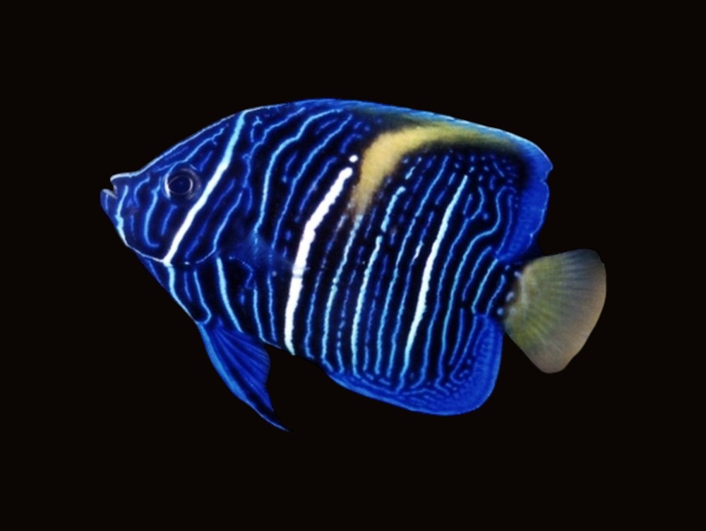 Asfur Angelfish juvenile | Pomacanthus asfur