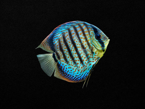 Assorted Discus