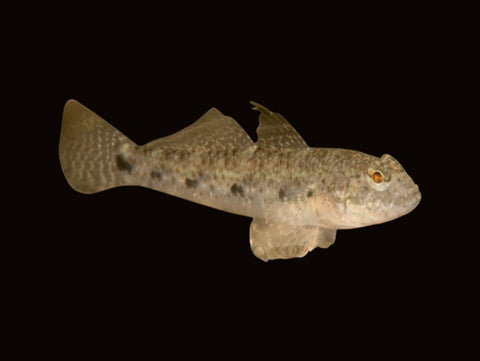 Assorted Feeder Gobies And Blennies