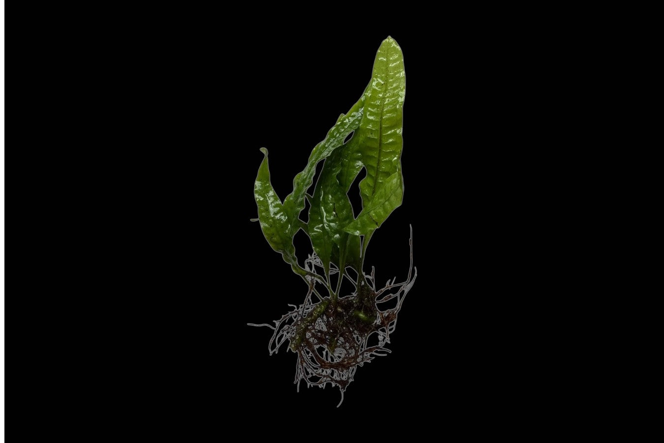 Assorted Java Fern Medium And Large