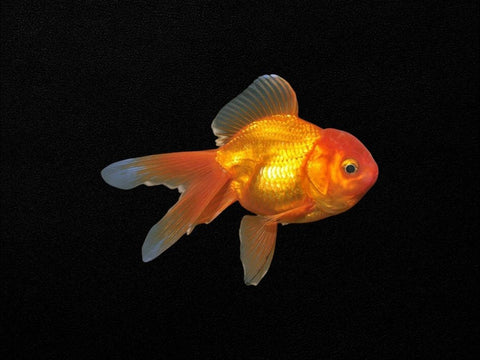 Assorted Oranda