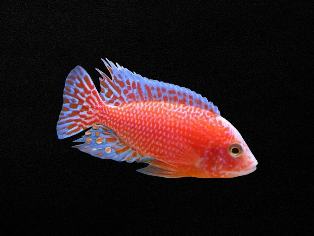 Assorted Peacock Cichlid | Aulonocara sp.