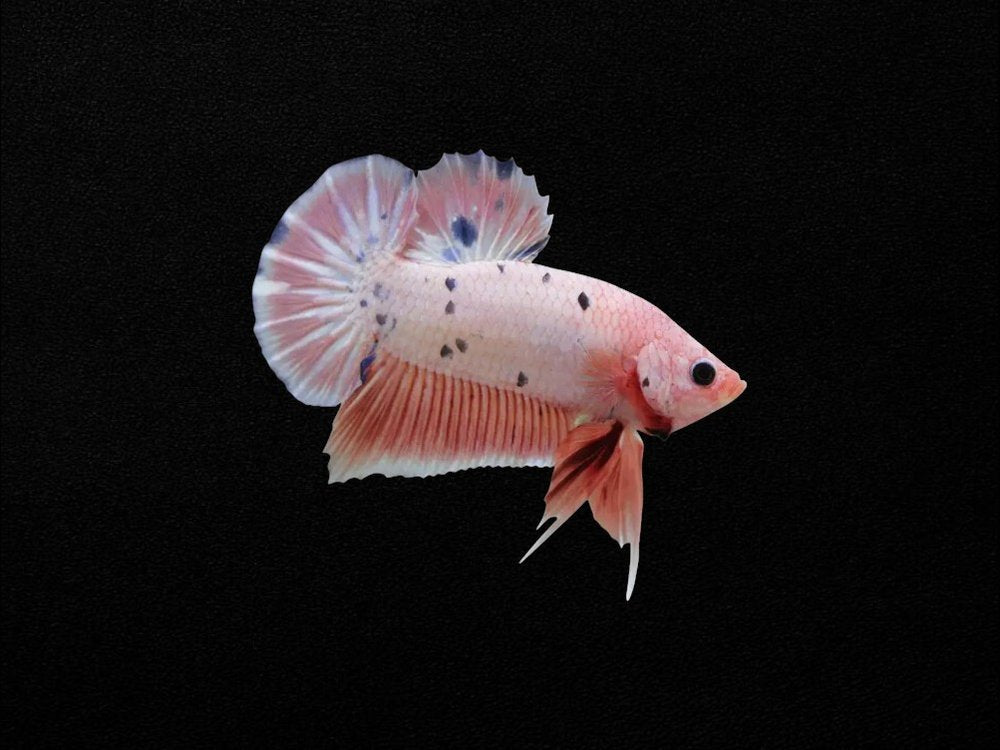 Assorted Plakat Female Fighting Fish